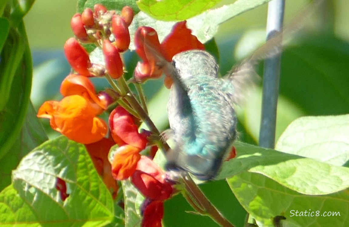 Hummingbird with red bean flowers