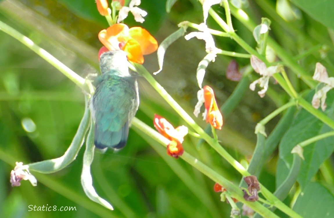 Hummingbird flying next to bean plants with beans hanging down