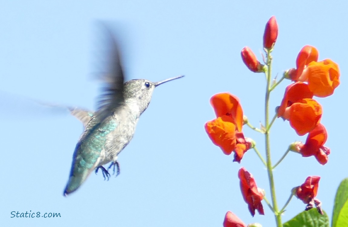 Hummingbird flying next to red bean flowers, blue sky behind