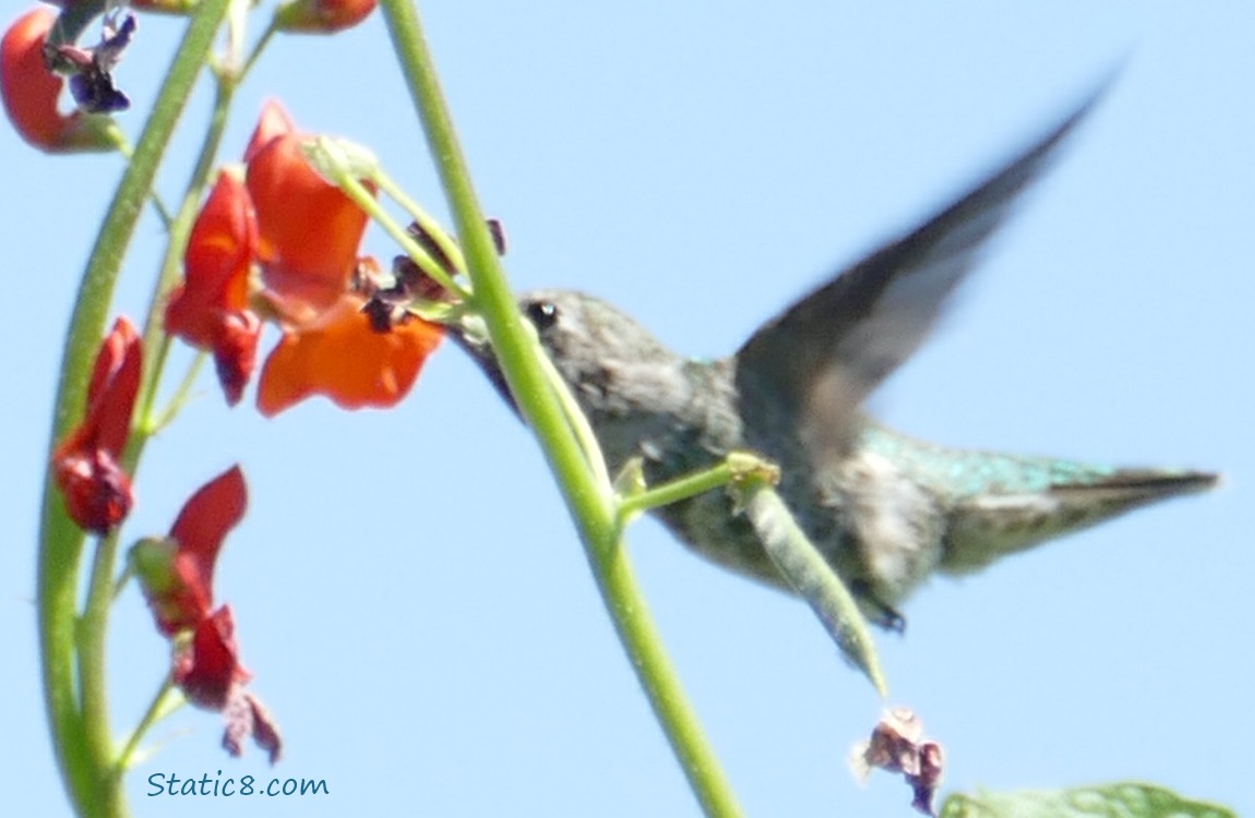 Hummingbird drinking nectar from a red bean flower, blue sky behind