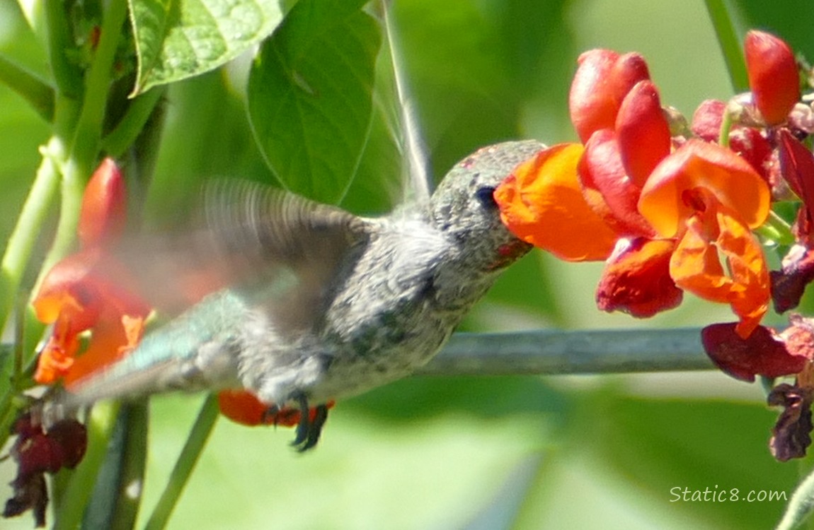Hummingbird drinking nectar from a red bean flower