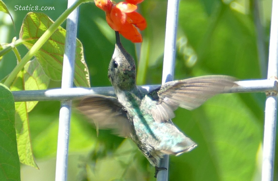 Hummingbird sipping nectar from a red bean flower above them