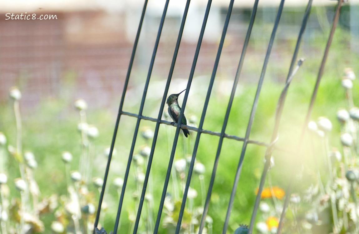 Hummingbird sits on a wire trellis