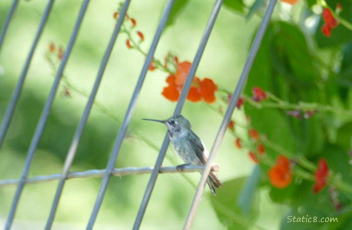 Hummingbird sits on a wire trellis