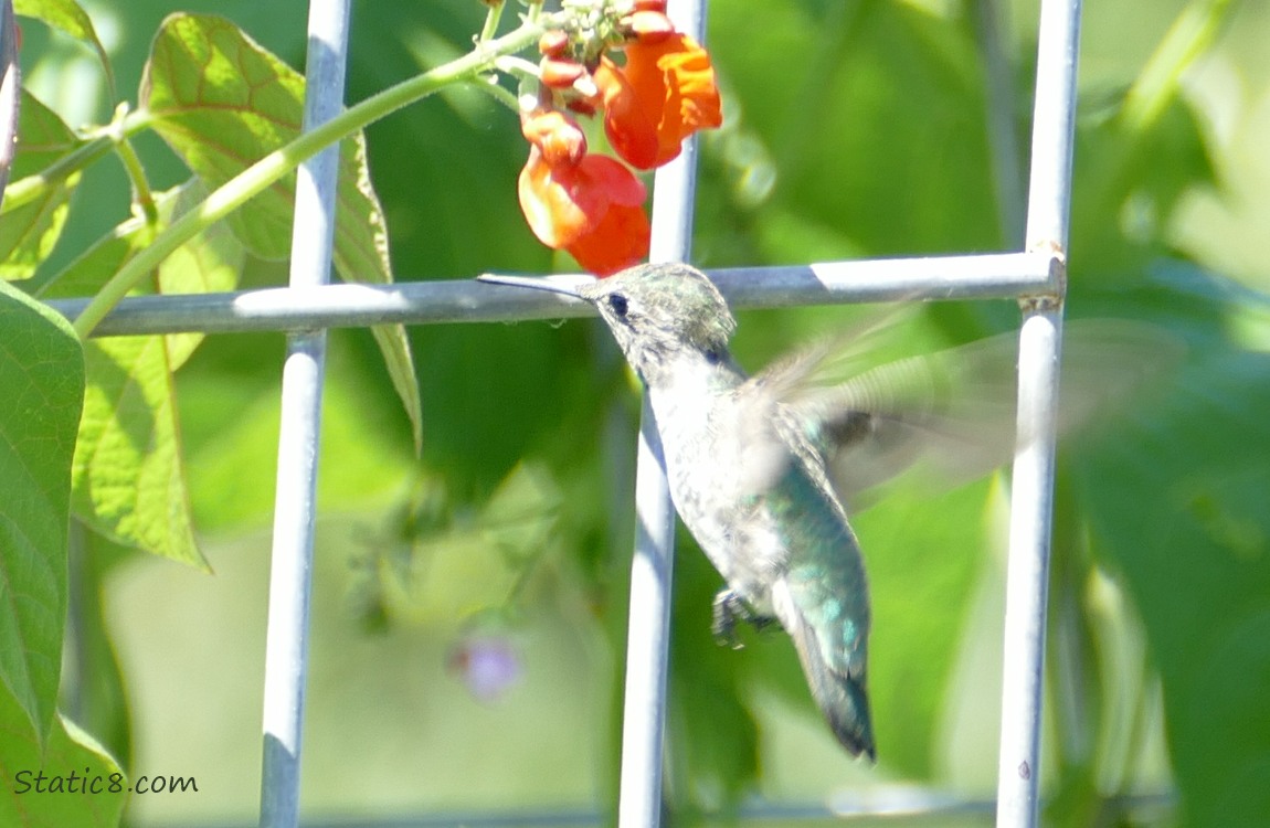 Hummingbird flying next to a wire trellis with bean leaves