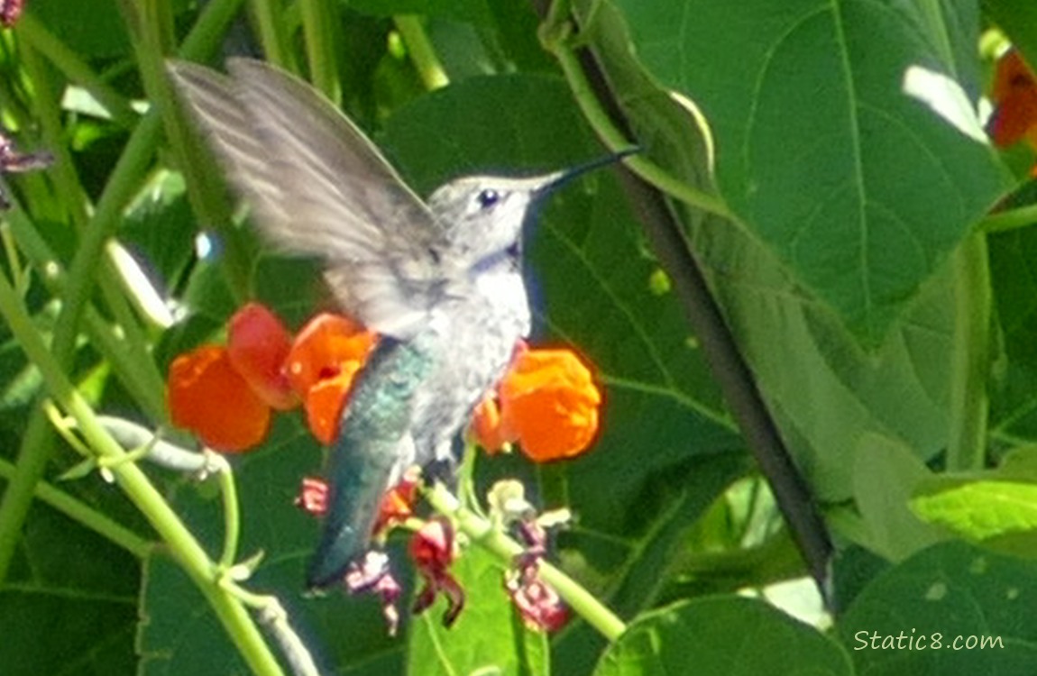 Hummingbird flying next to bean plants
