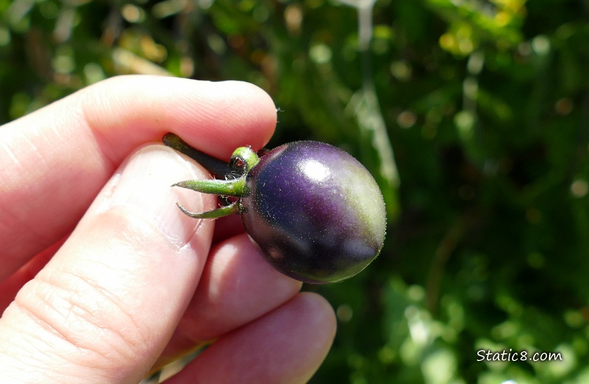 Black cherry tomato held in fingers