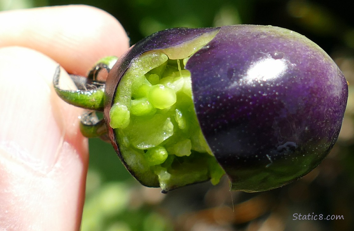 Black cherry tomato opened to reveal the innards