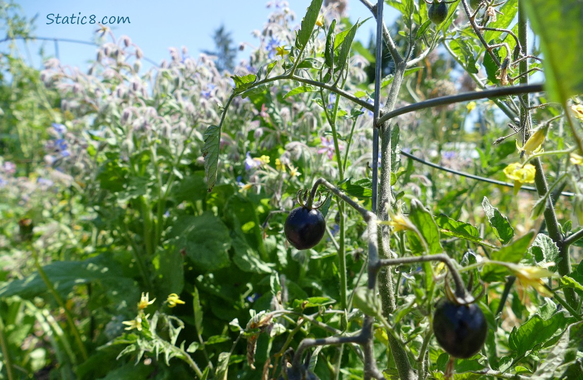 Black cherry tomatoes ripening on the vine