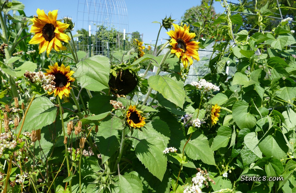 Sunflower blooms in a garden plot, blue sky above