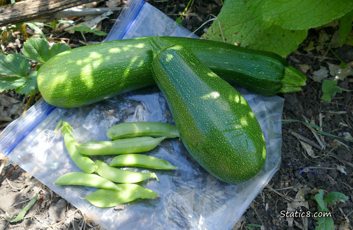Harvested zuchinnis and snap peas laying on a ziplock on the ground