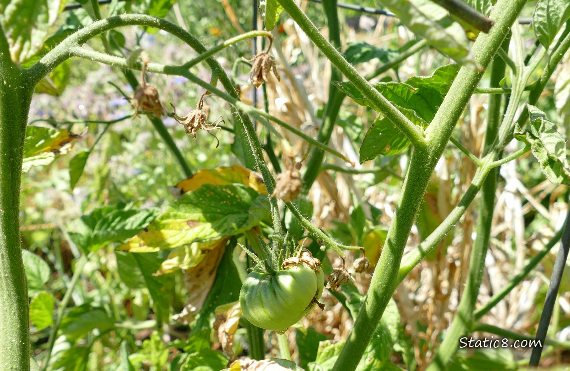 Tomato plant with dead flowers and one green fruit