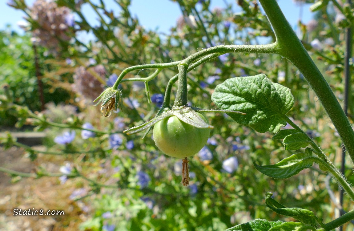 Small, green tomato fruit ripening on the vine