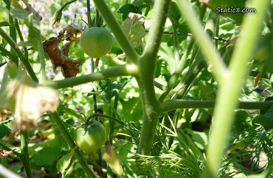 Small, green tomato fruits ripening on the vine