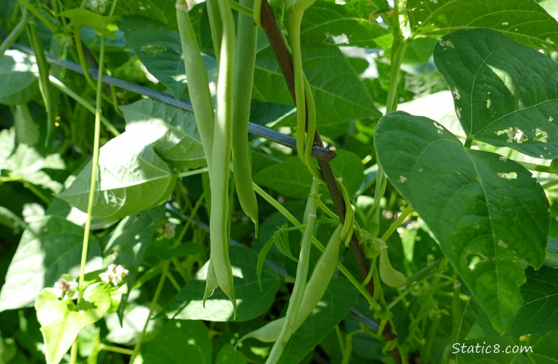 Beans hanging from the plant on a wire trellis