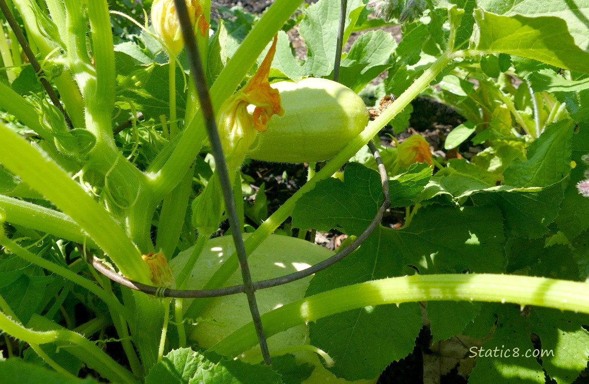 Spaghetti Squashes growing under the vine