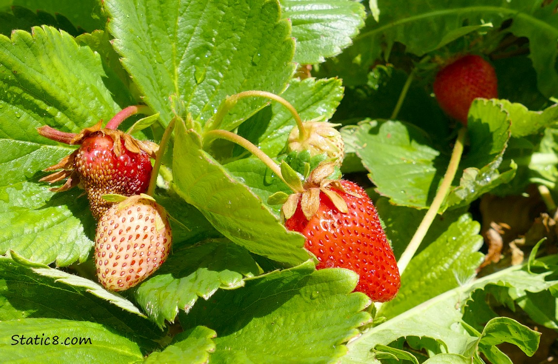 Strawberries ripening on the plant, surrounded by green leaves
