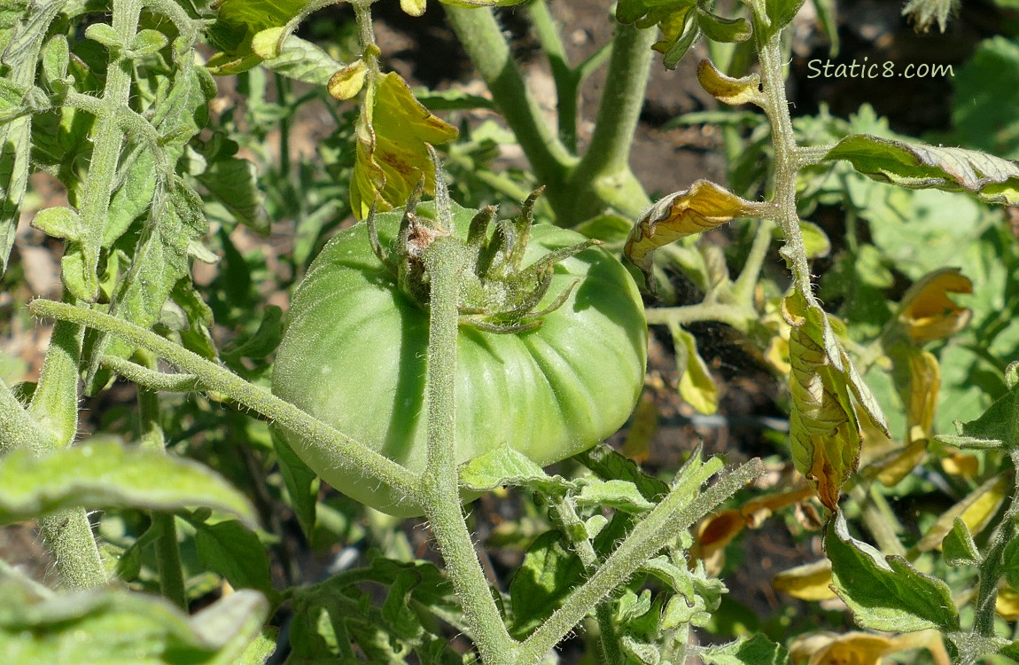Green tomato ripening on the plant