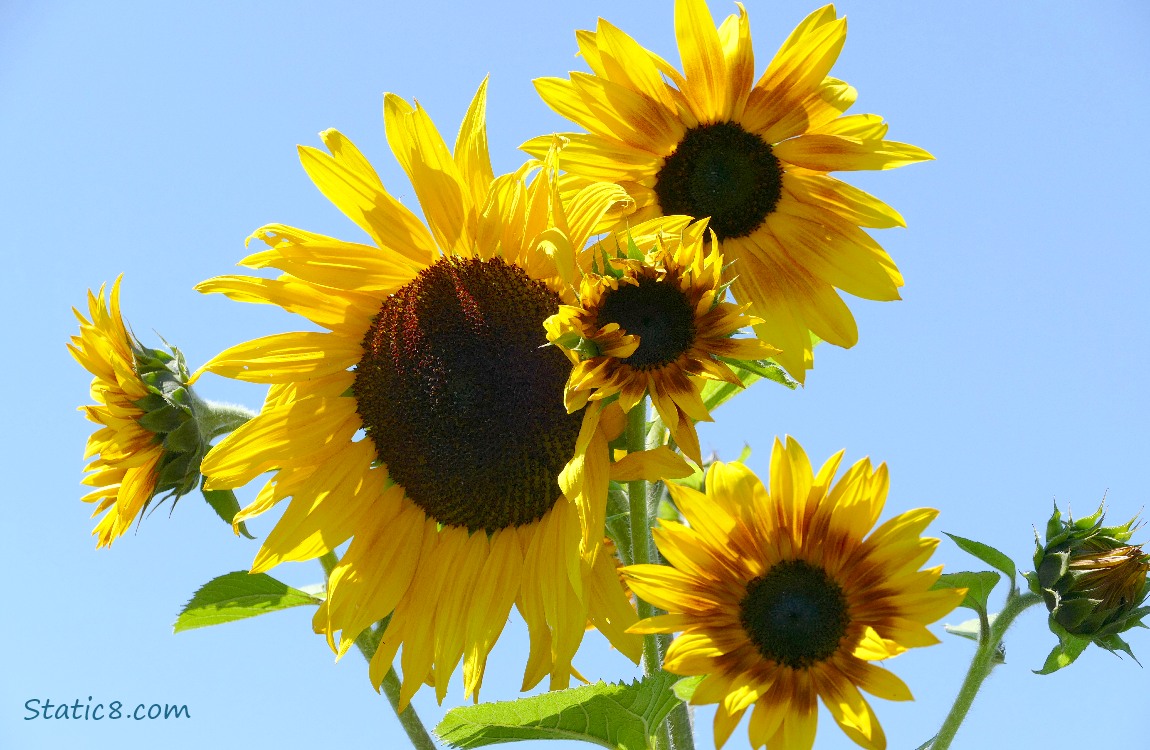 Sunflower blooms in front of a blue sky