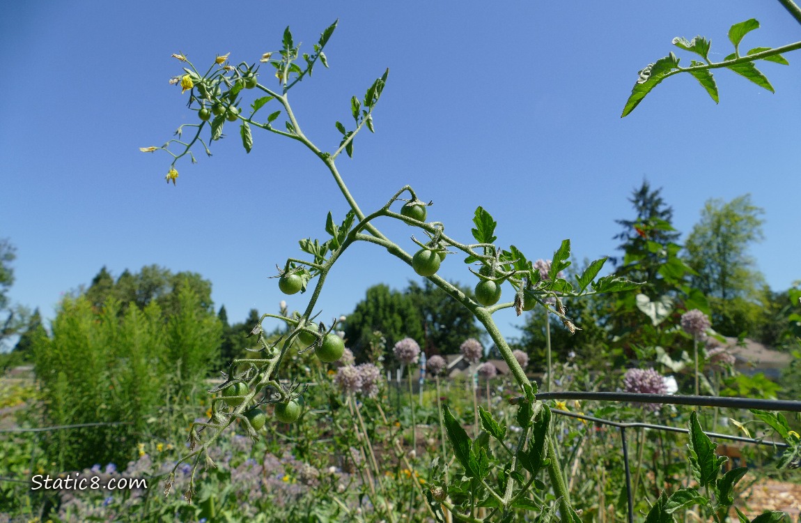Branches of a tomato plant with flowers and green fruits, blue sky behind