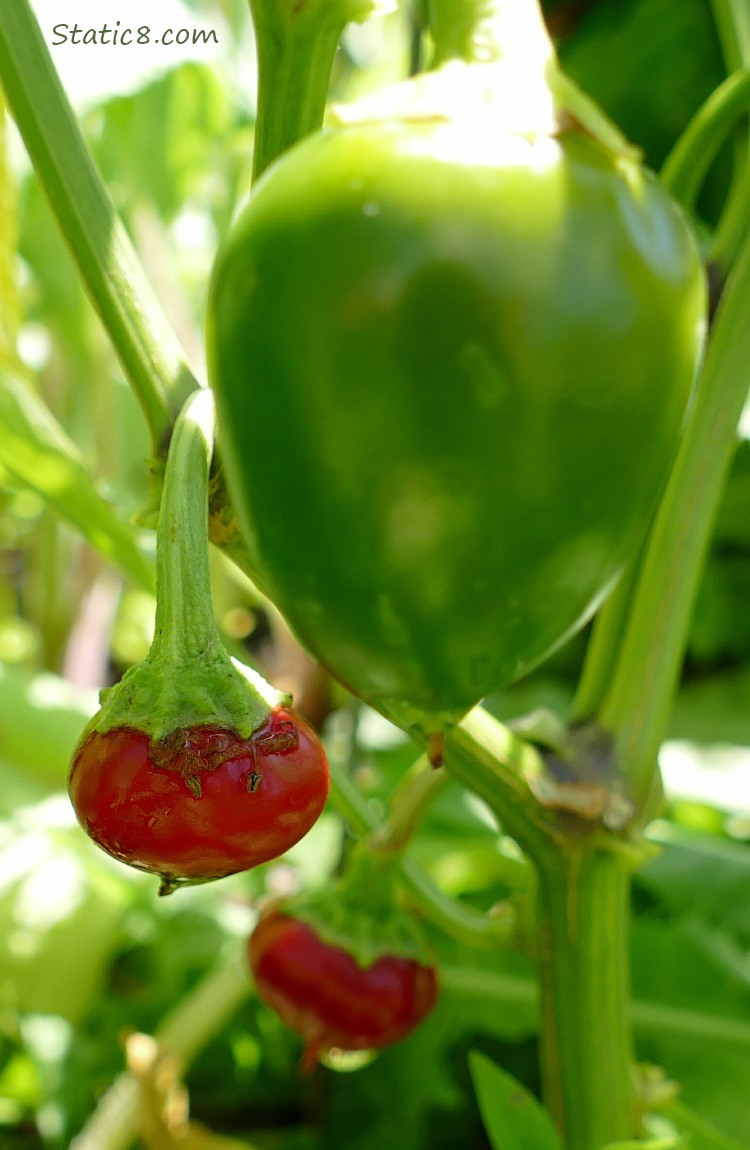 Small red peppers with a green one ripening on the plant