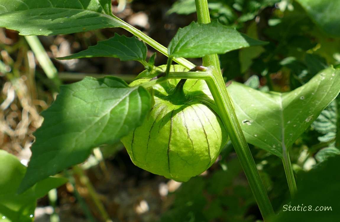 Tomatillo fruit growing on the vine