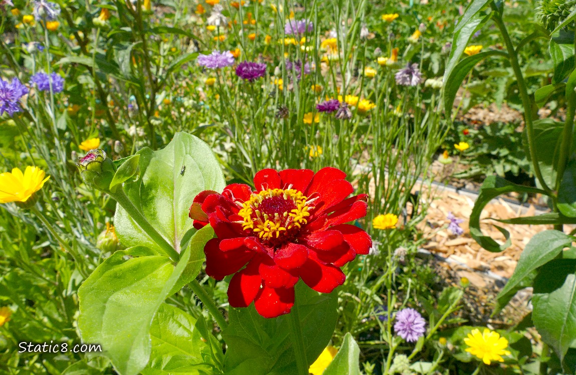 Red Zinnia with purple Bachelor Buttons and yellow Calendulas in the background