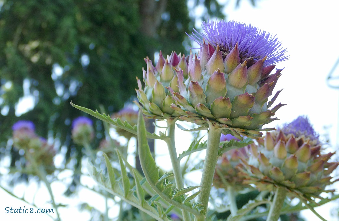purple artichoke blooms
