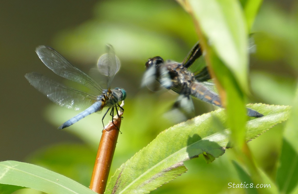 Blue Dasher sitting on a twig while a blurry dragonfly flies close