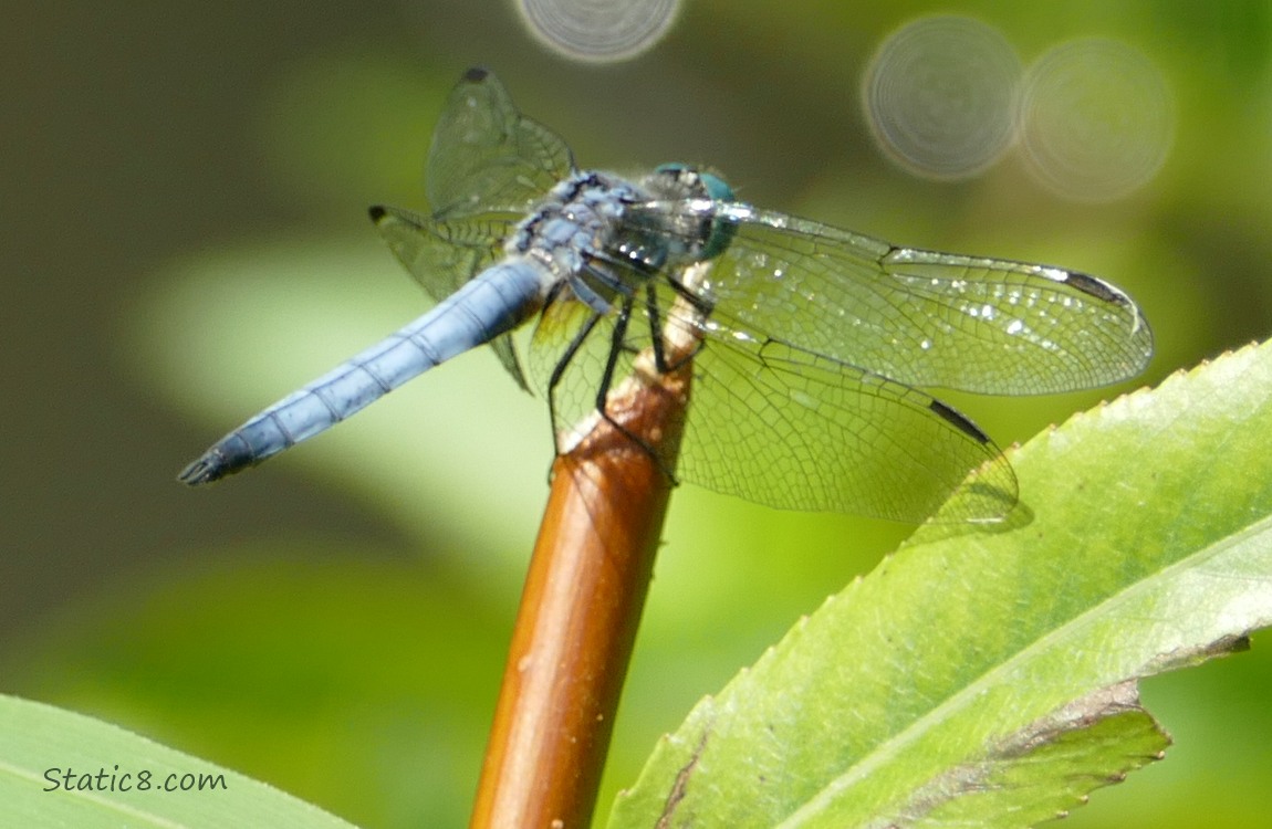 Blue dragonfly standing on the end of  a twig