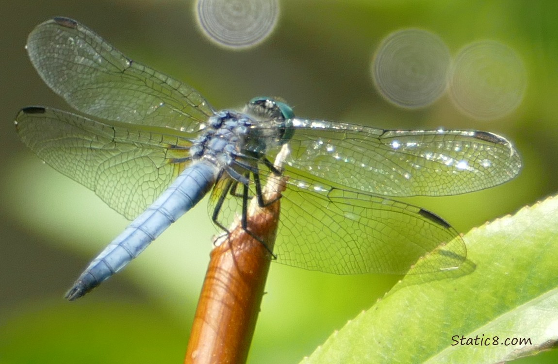 Blue Dasher standing on a twig
