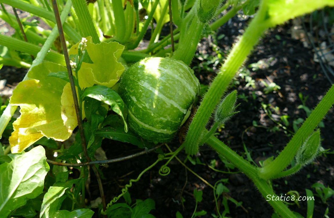 Buttercup fruit growing on the vine