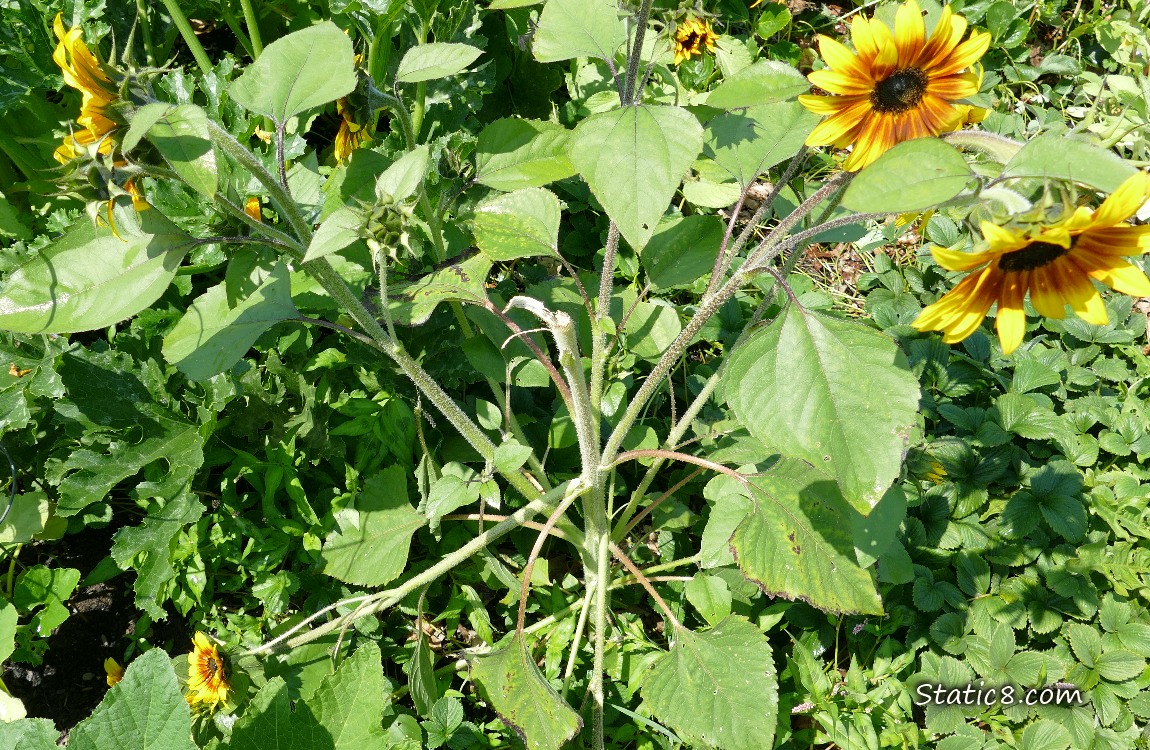 Short Sunflower plant with broken stems