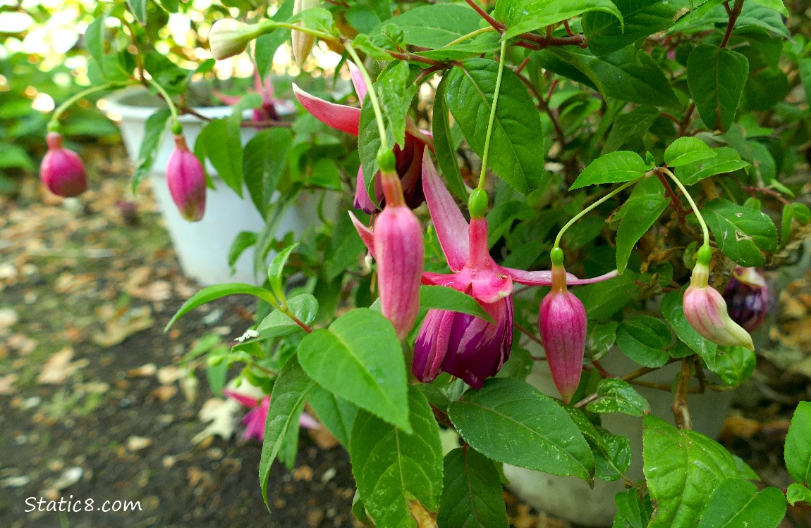 Fuchsia blooms hanging from potted plants