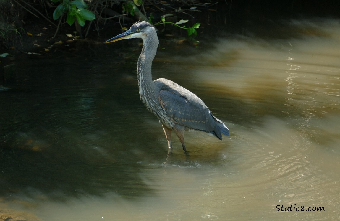 Great Blue Heron walking in shallow water