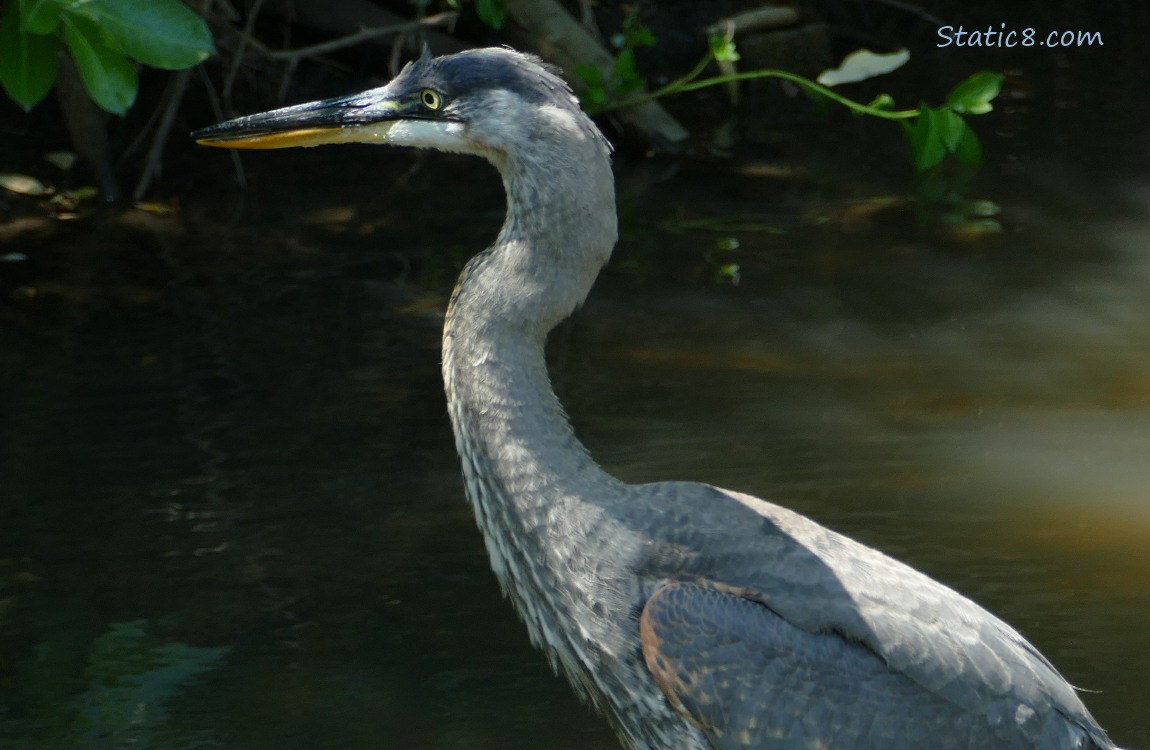 Great Blue Heron