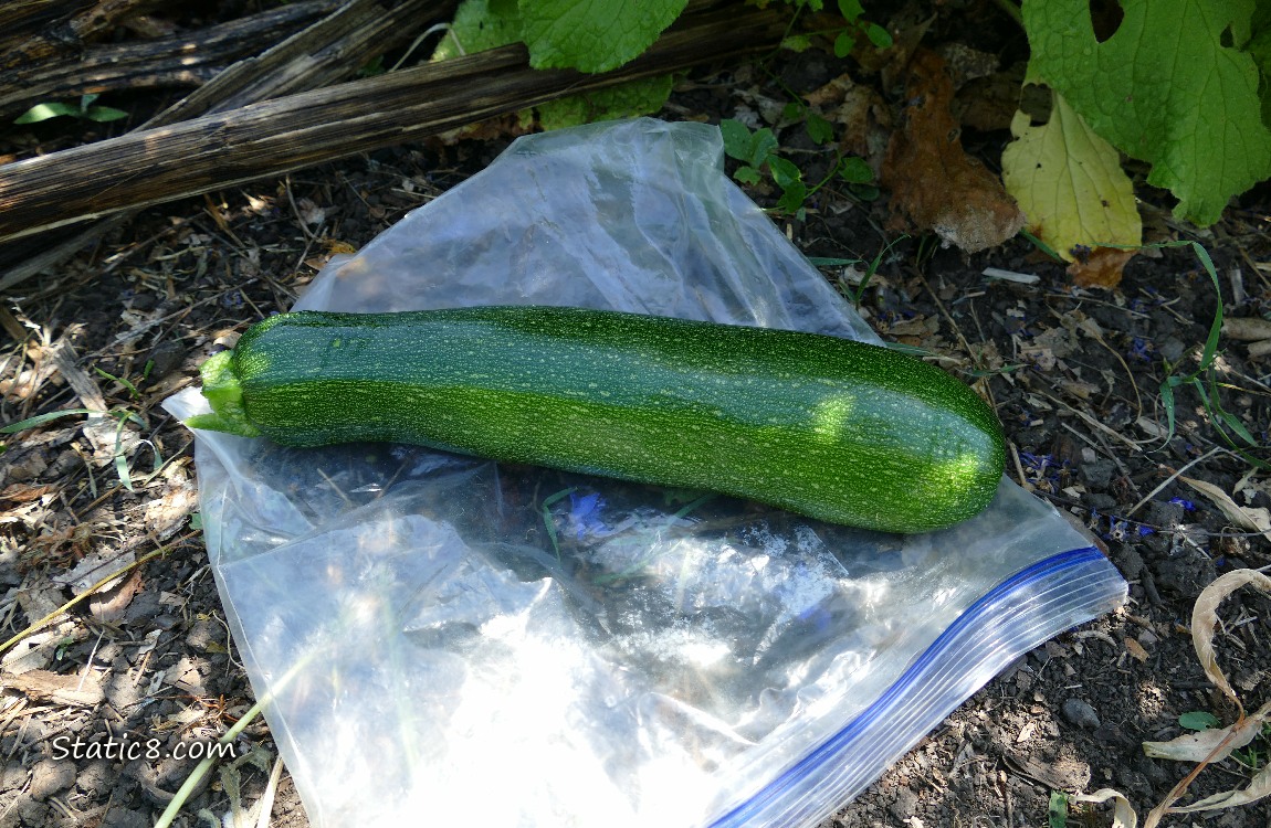 Harvested green zuchinni lying on a ziplock on the ground