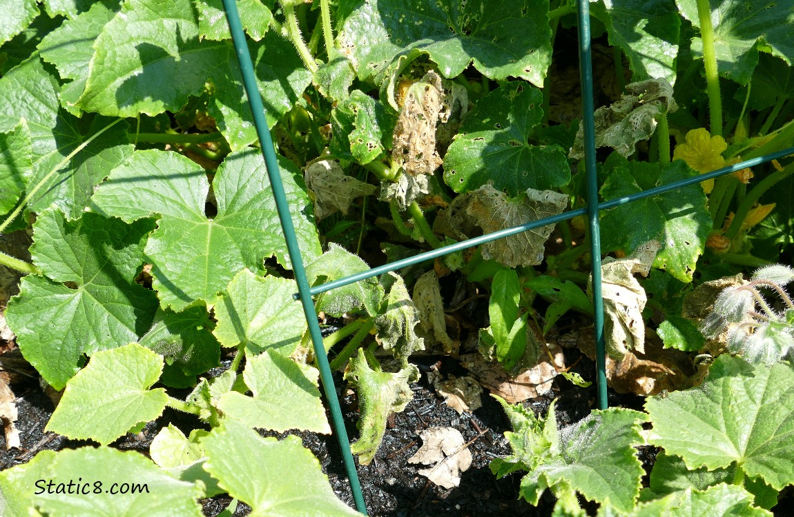 Cucumber plants, some with wilted leaves