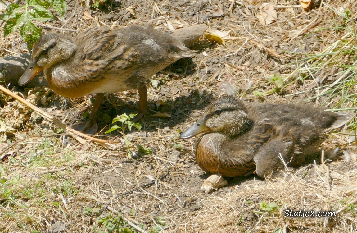 Mallard duckings standing on the bank