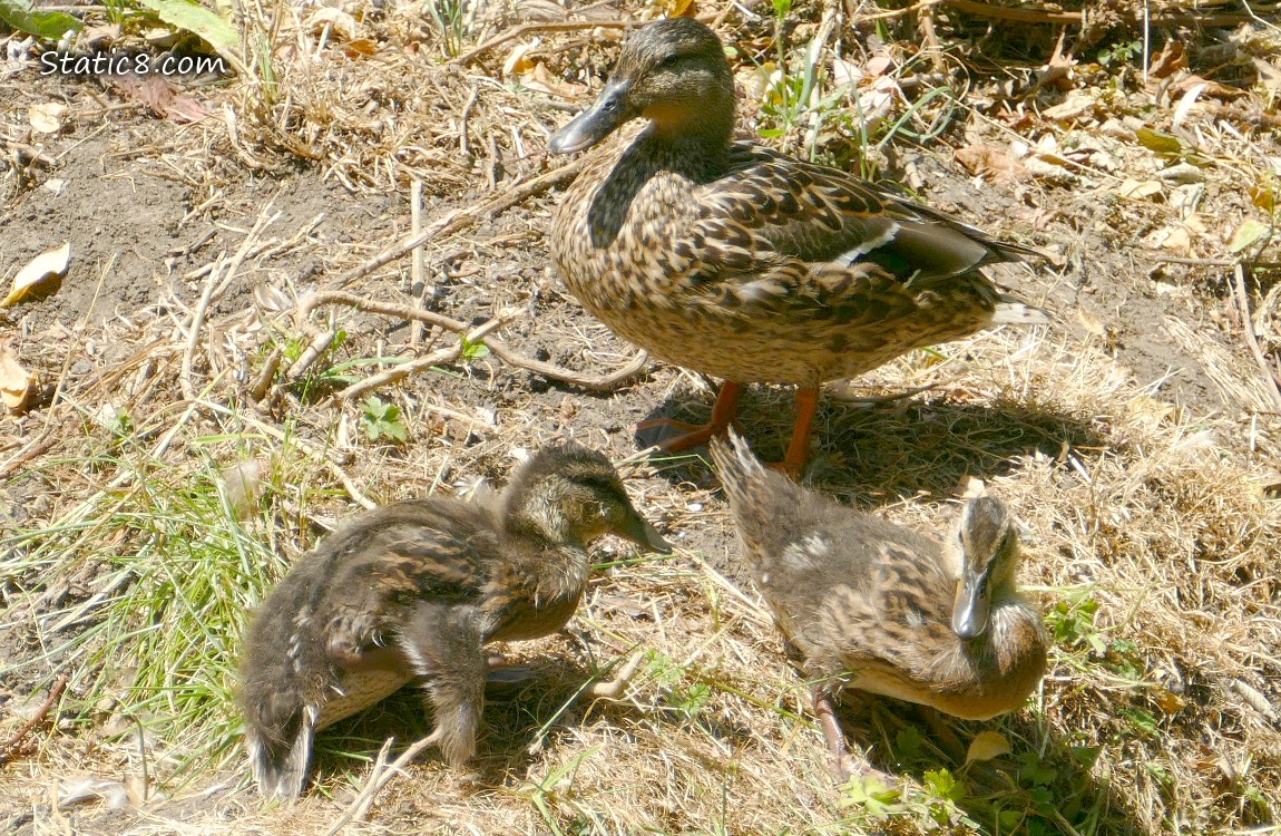 Mama Mallard with two ducklings standing on the bank