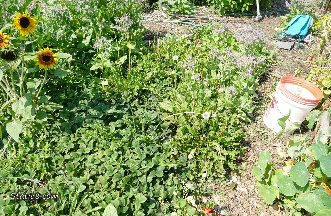 Garden plot