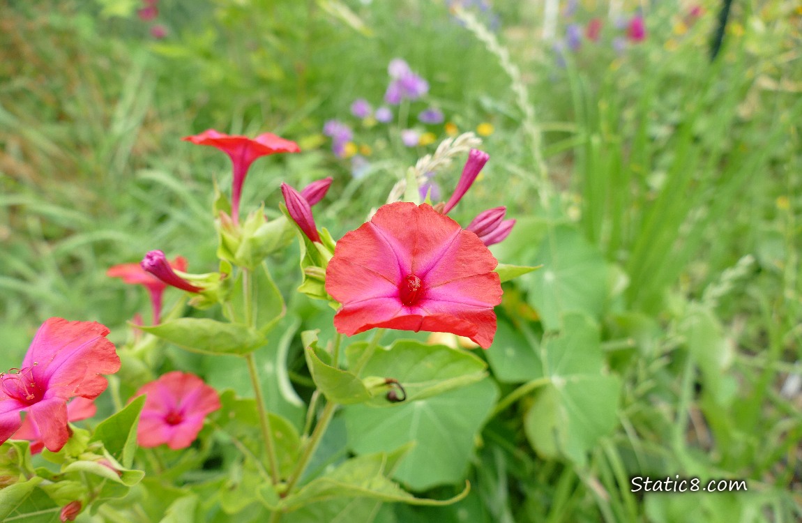Pink Four OClock blooms