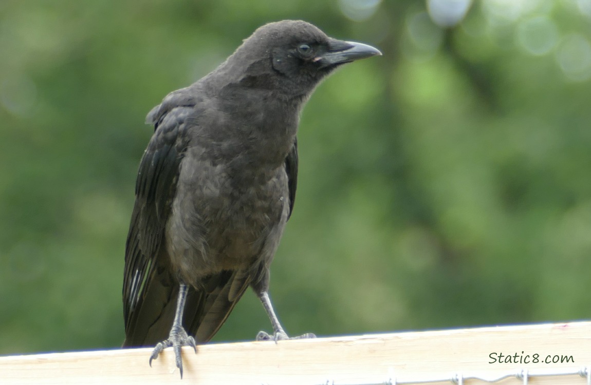 Crow standing on a wood fence, green trees in the background