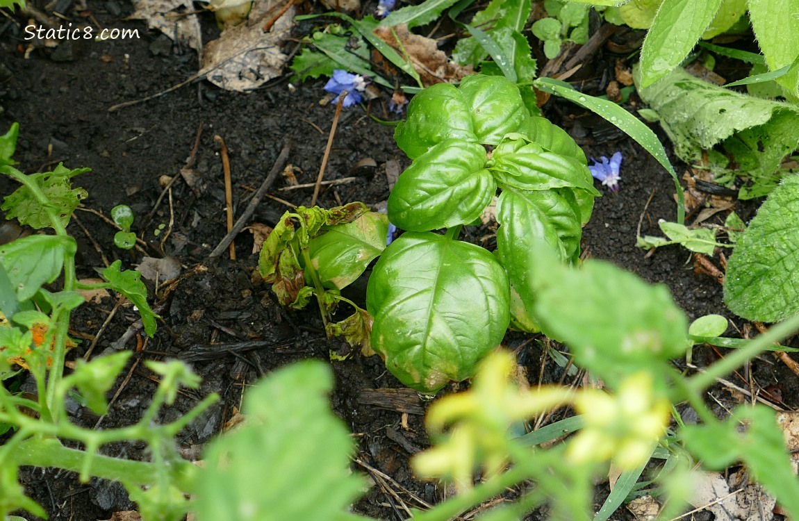 Looking down at a basil plant with tomato leaves around it