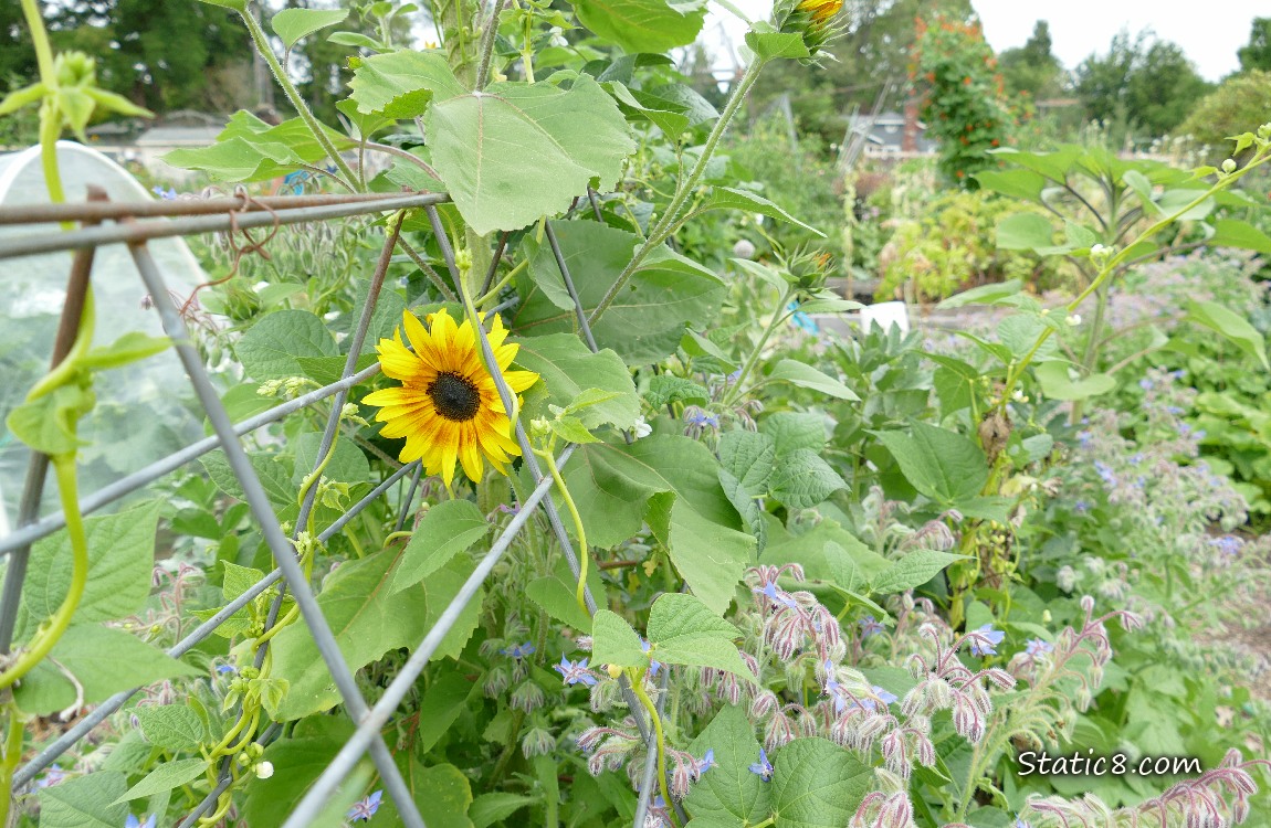 Sunflower bloom under a wire trellis