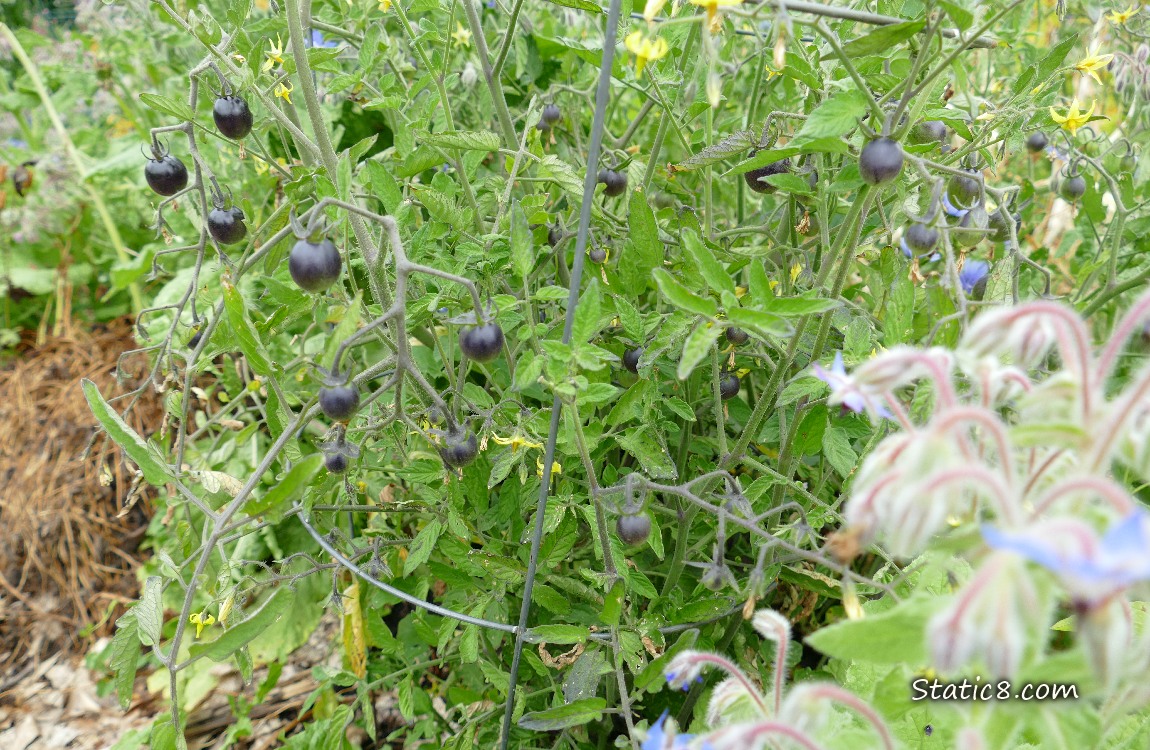 Black cherry tomatoes ripening on the plant