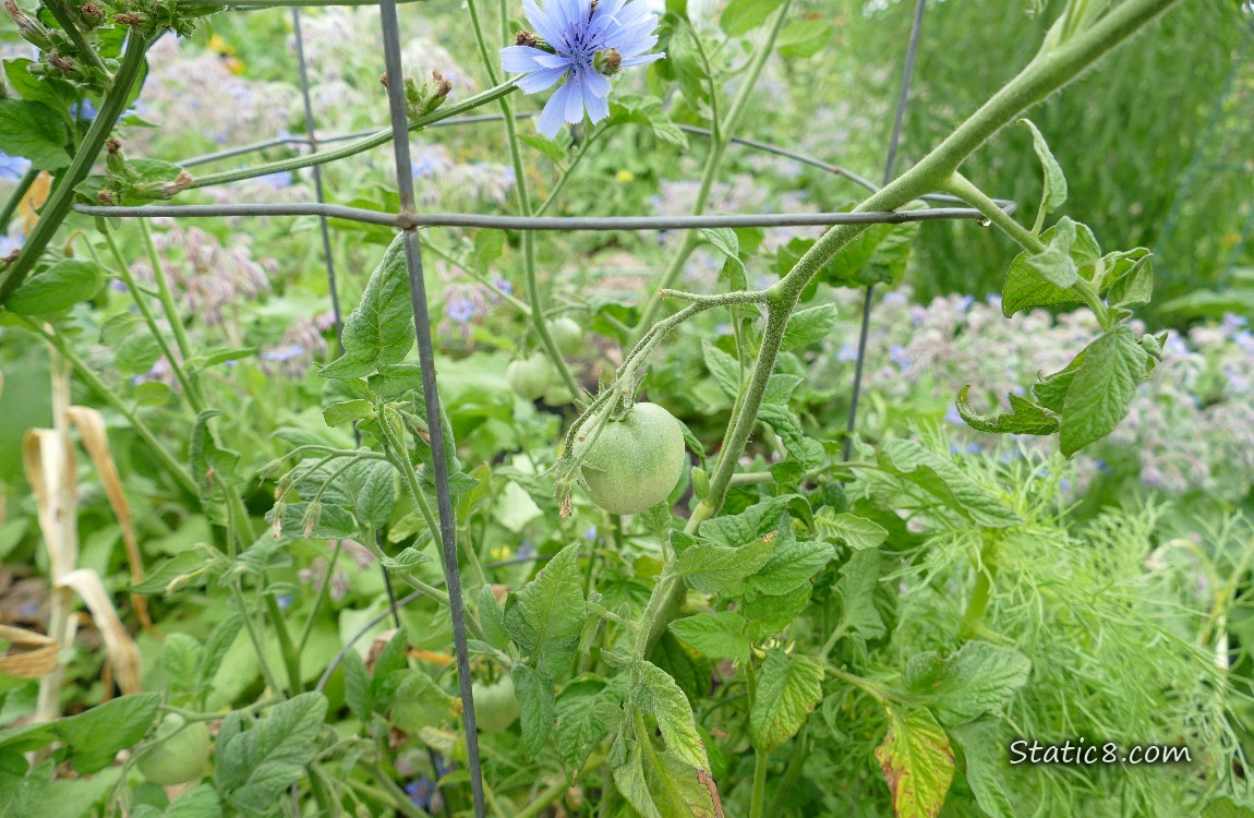 Green tomatoes growing on the vine