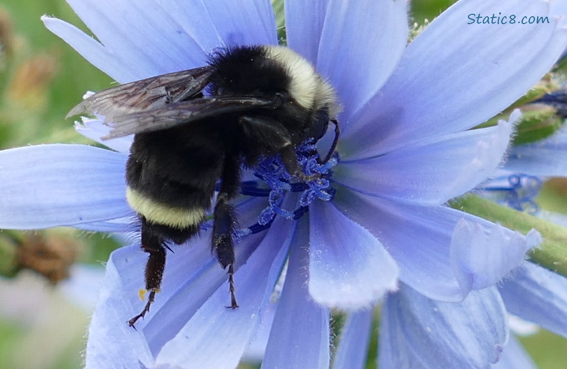 Bumblebee on a Chicory bloom