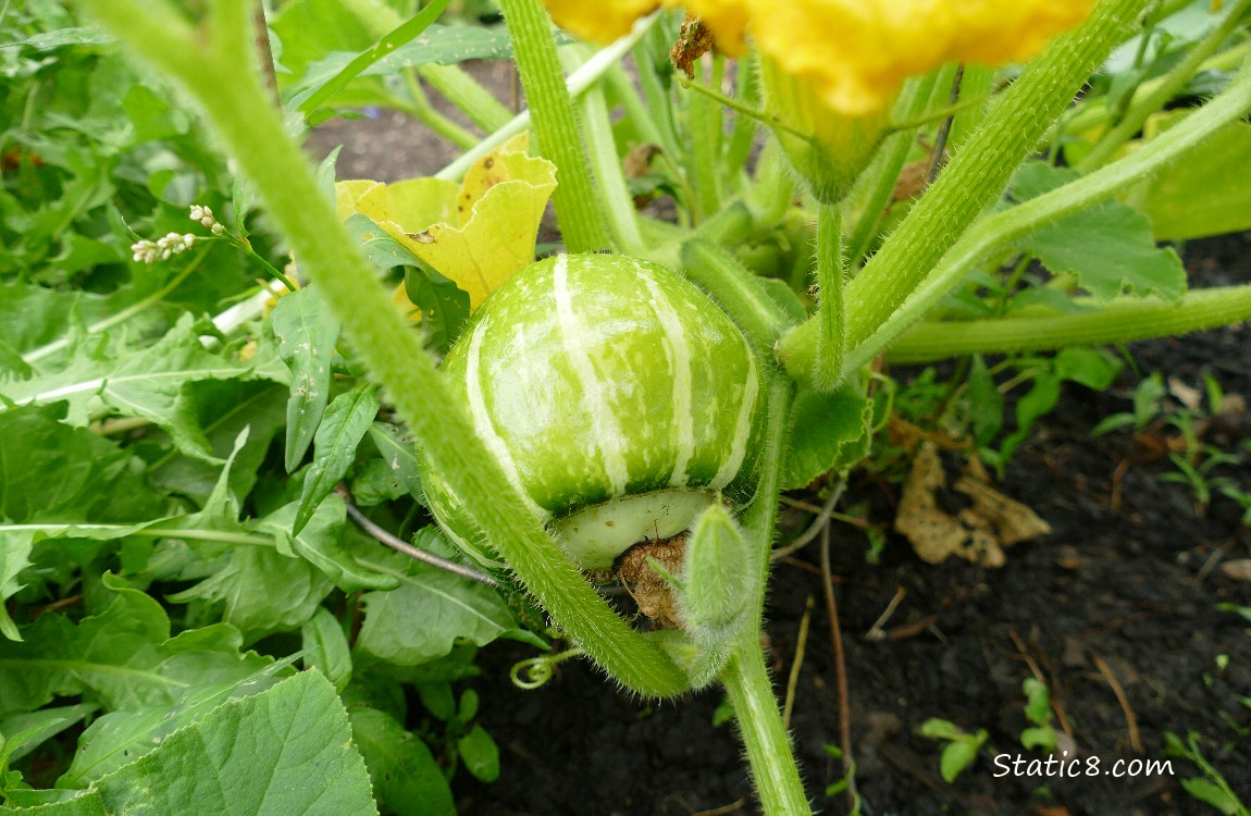 Buttercup squash fruit growing under the leaves