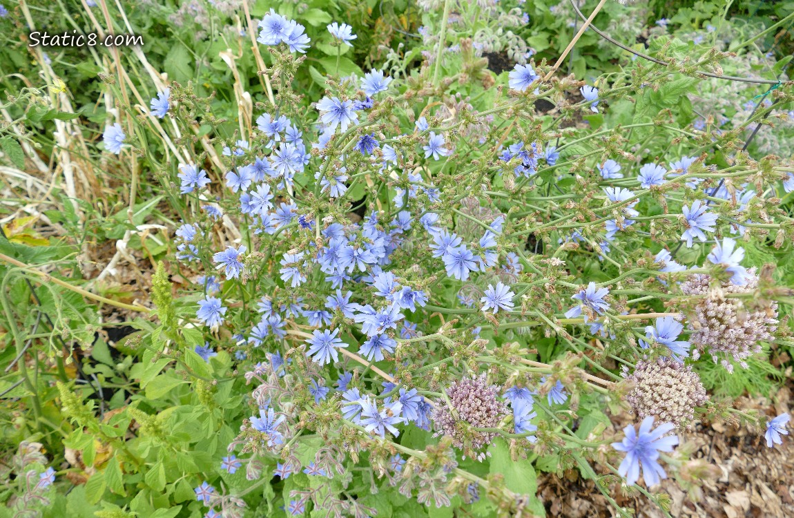 Looking down at loads of Chicory blooms